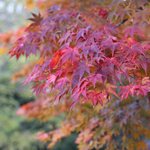 Acer-palmatum-Osakazuki